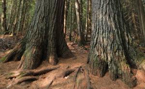 Estivant Pines